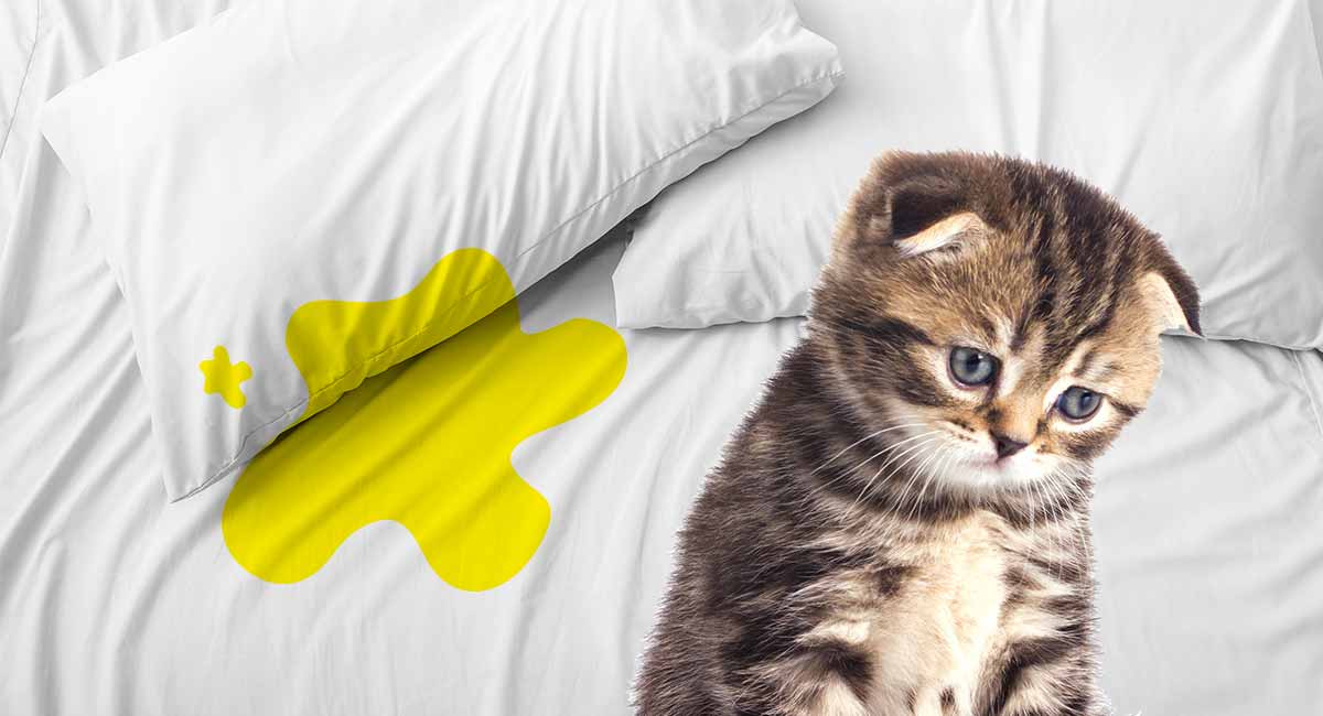 Cat Peeing On Bed Covers - Why They Do It And How To Stop Them!